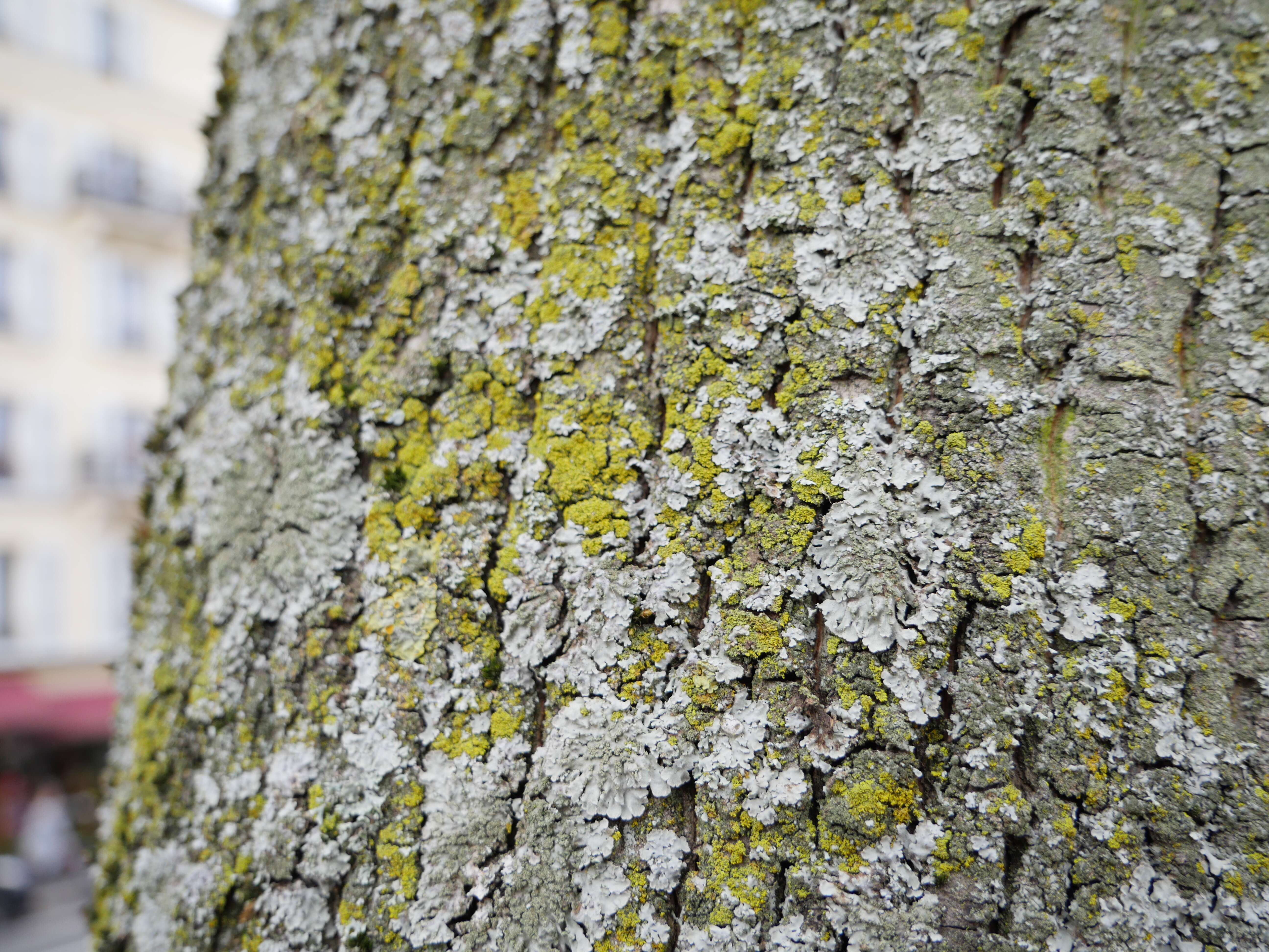 Image of lemon lichen