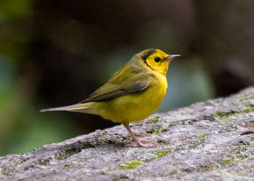 Image of Hooded Warbler