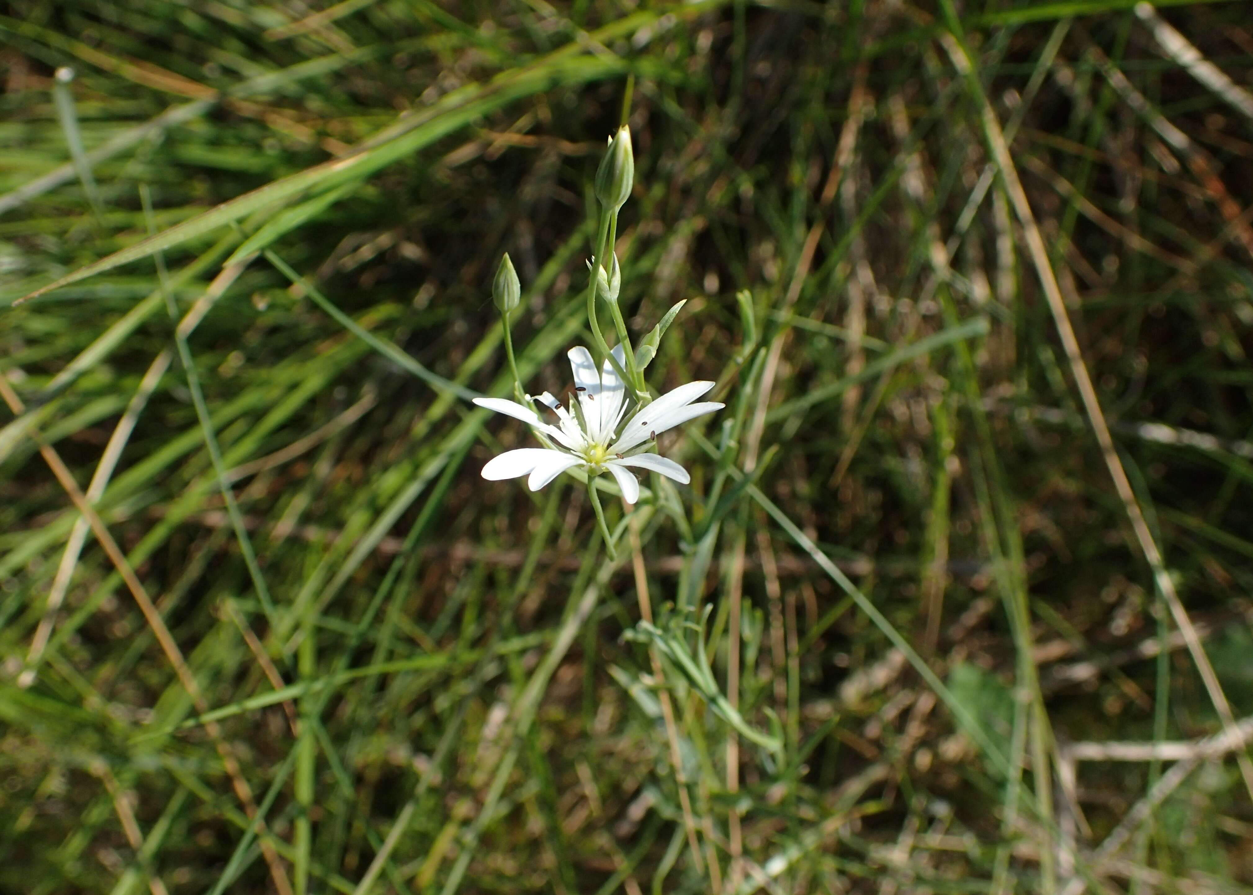 صورة Stellaria palustris Ehrh. ex Retz.