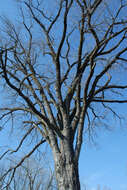 Image of American elm