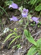 Image of beardtongue