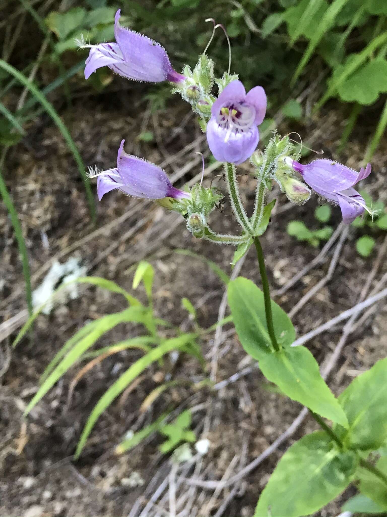 Image of beardtongue