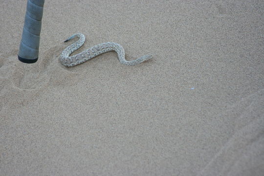 Image of Dwarf Puff Adder