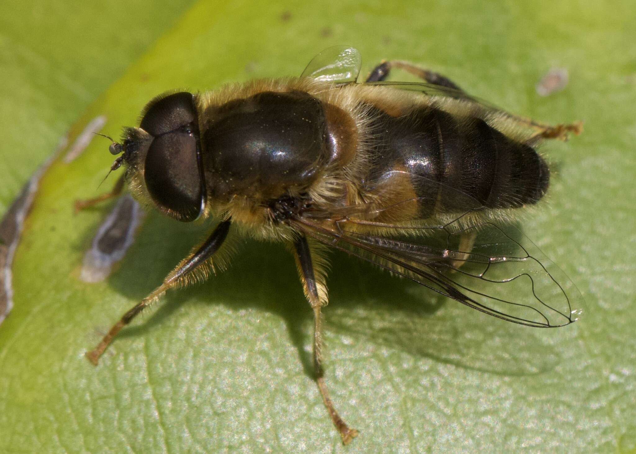 Image of Eristalis pertinax (Scopoli 1763)