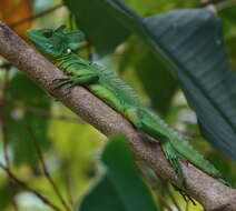 Image of Green Basilisk