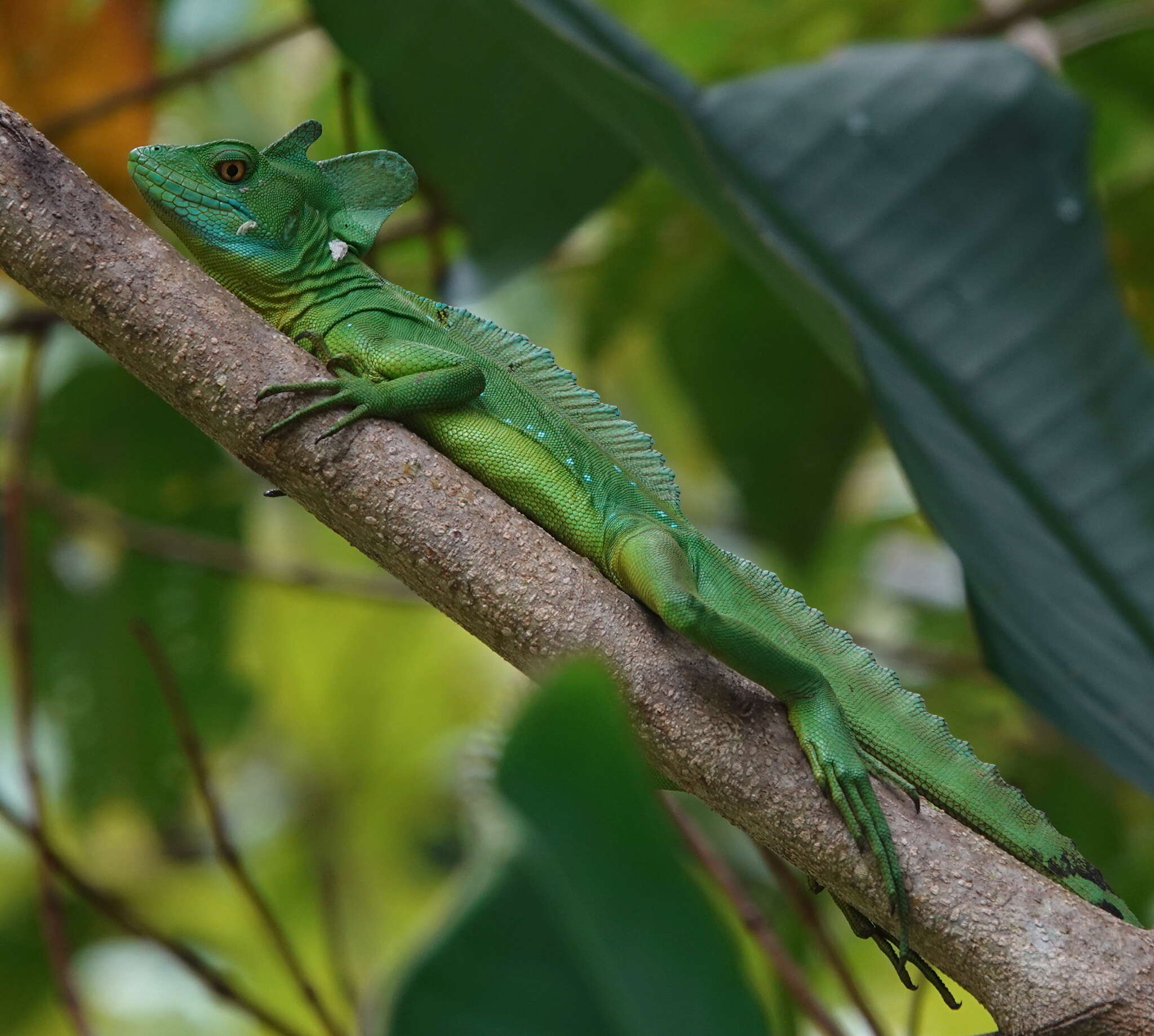 Image of Green Basilisk