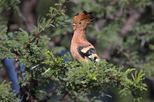 Image of African Hoopoe