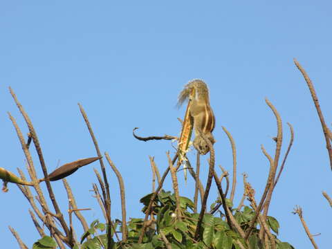 Image of Indian palm squirrel