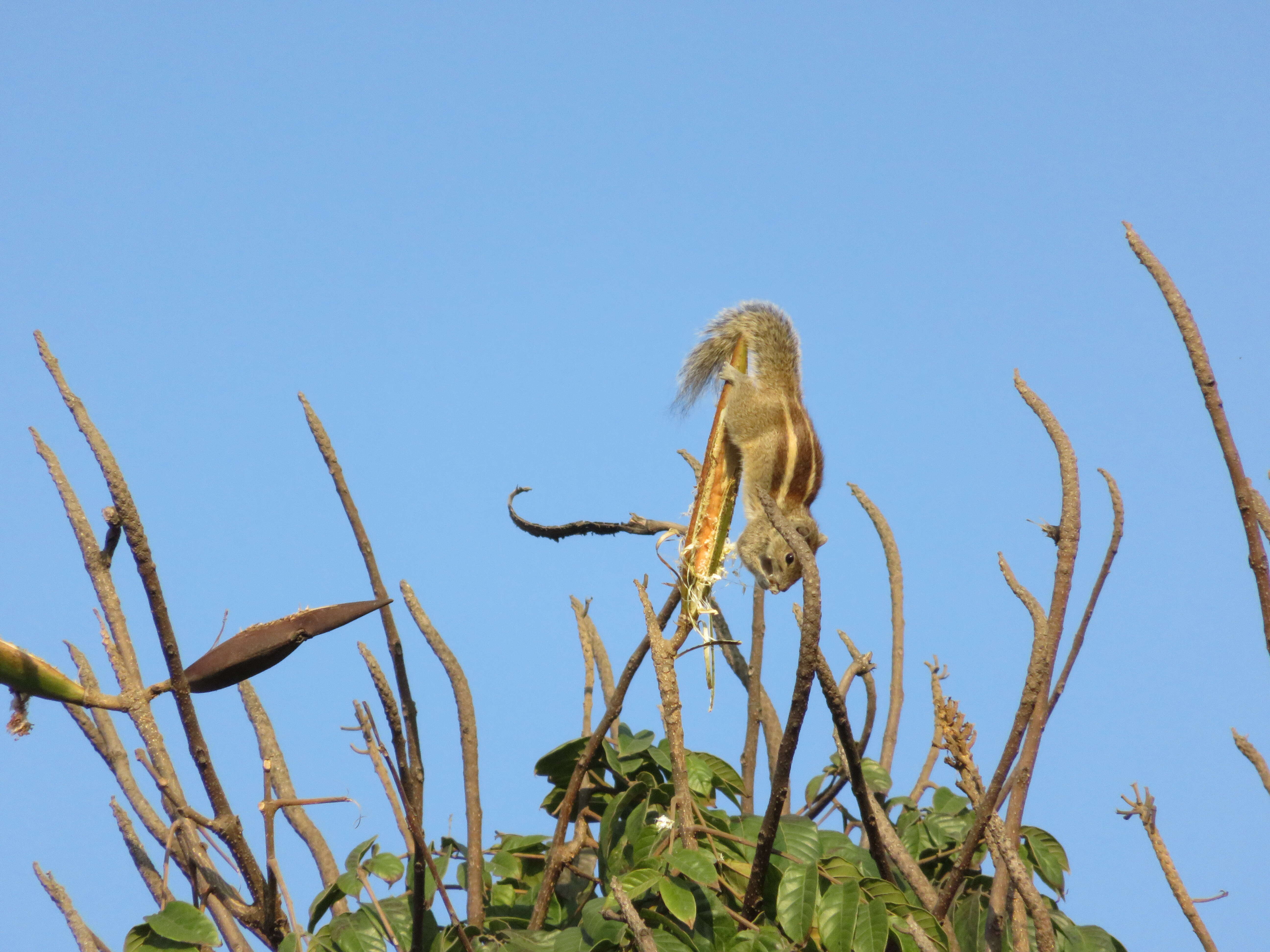 Image of Indian palm squirrel