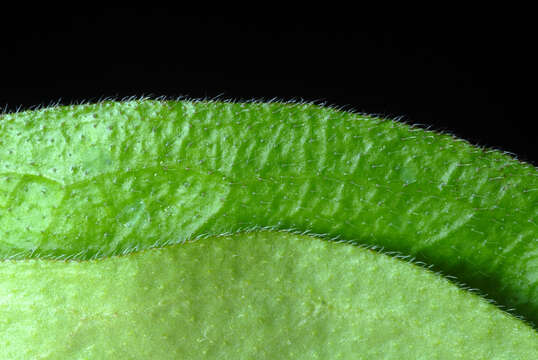 Image de Myosotis latifolia Poir.