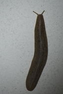 Image of <i>Leidyula floridana</i>