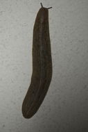 Image of <i>Leidyula floridana</i>