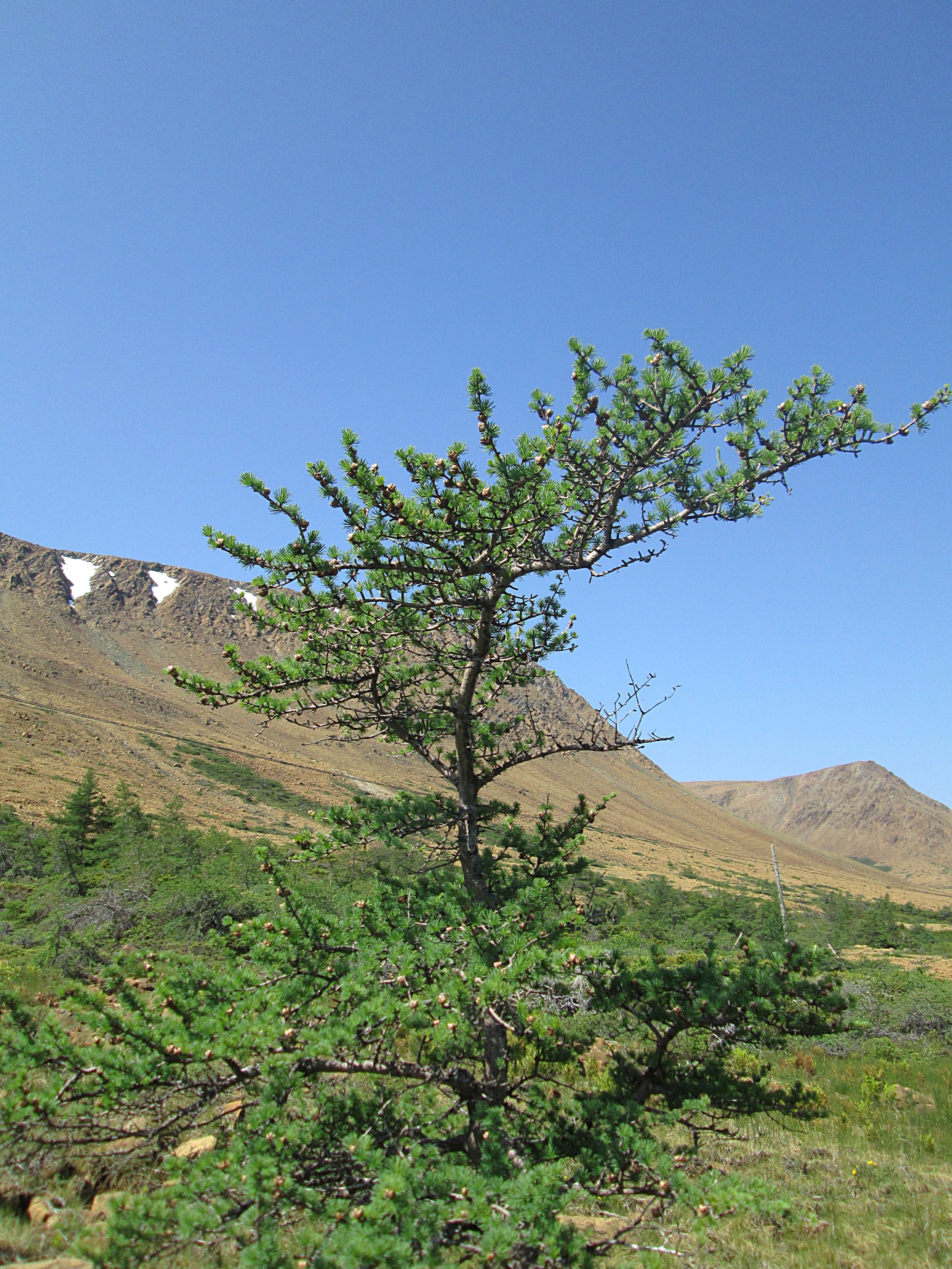 Image of American Larch