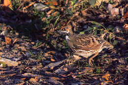Image of Common Hill Partridge