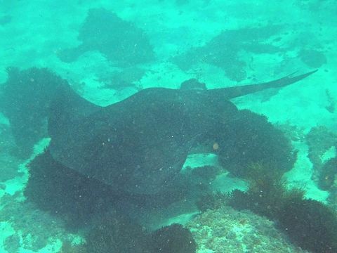 Image of Short-tail Stingray