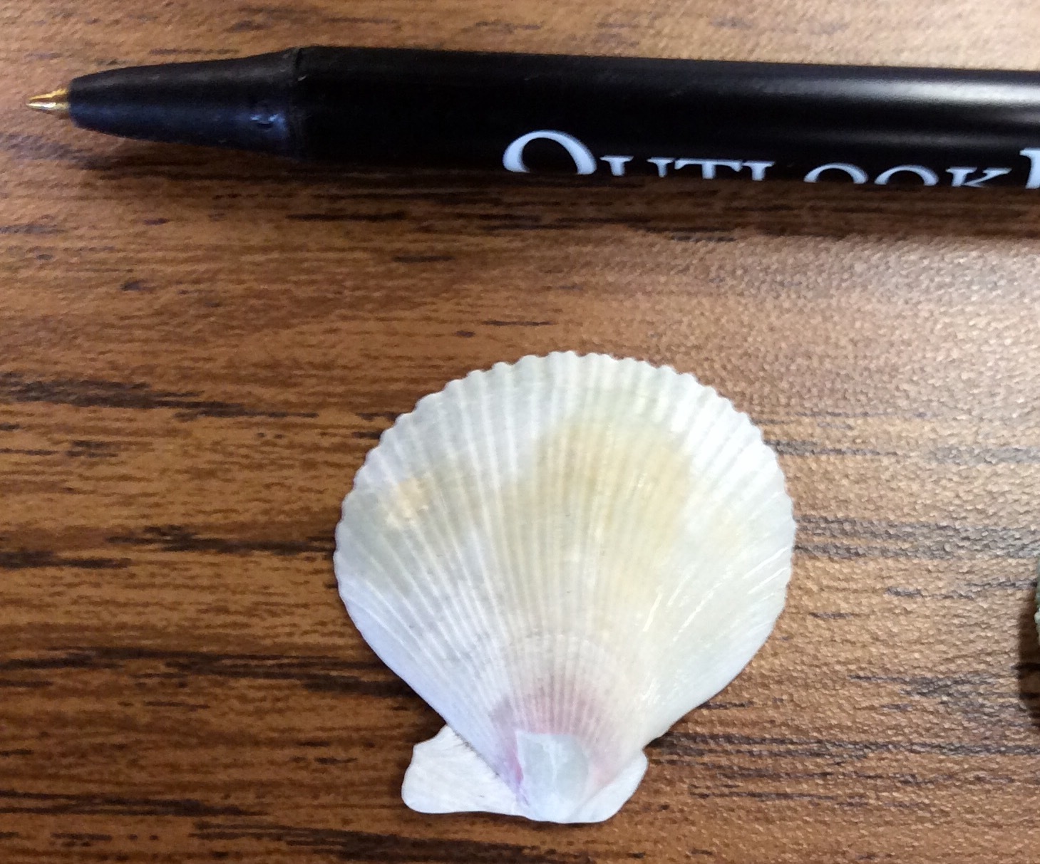 Image of Pacific pink scallop