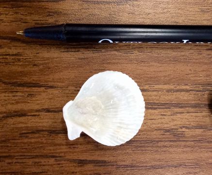 Image of Pacific pink scallop