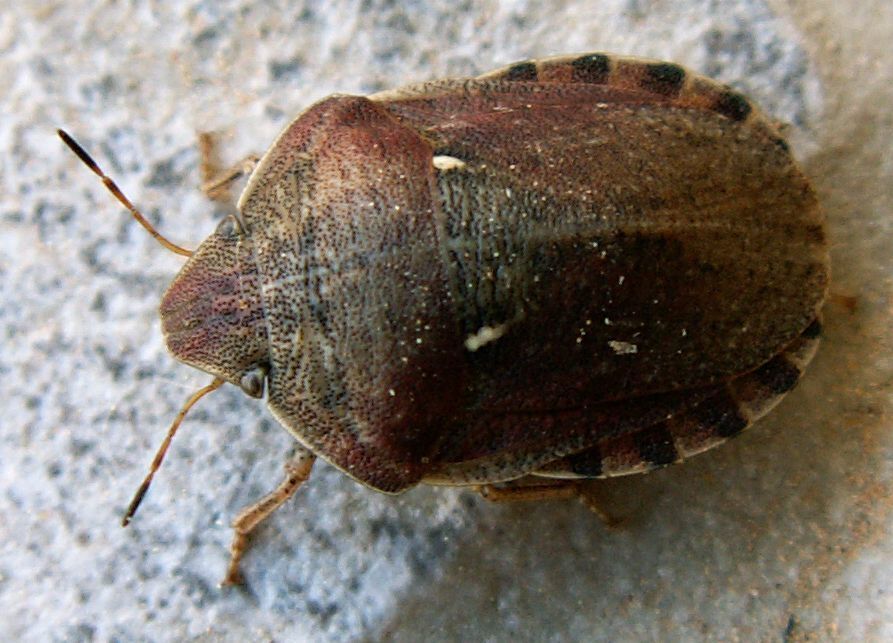 Image of <i>Eurygaster maura</i>