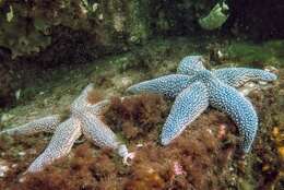 Image of Common Seastar