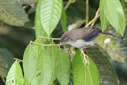 18.https www inaturalist org photos 6484066.580x360