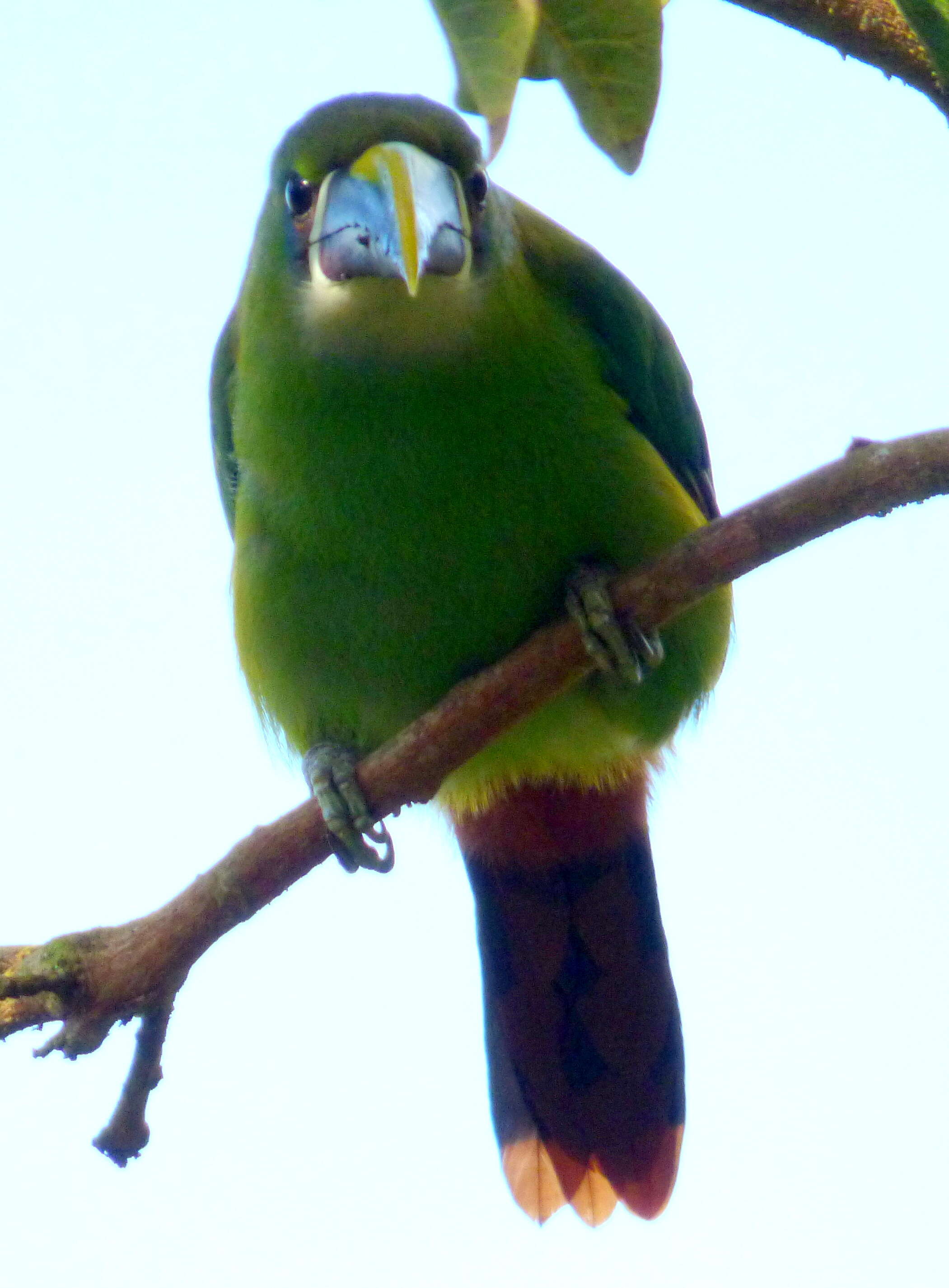 Image of Greyish-throated Toucanet