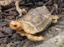 Image of Common Tortoise