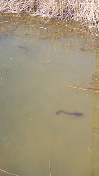 Image of African Catfish