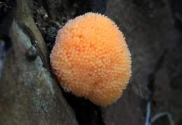 Image of Tubifera ferruginosa