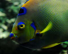 Image of Angelfish