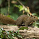 Image of Anderson's Squirrel