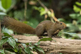 Image of Anderson's Squirrel