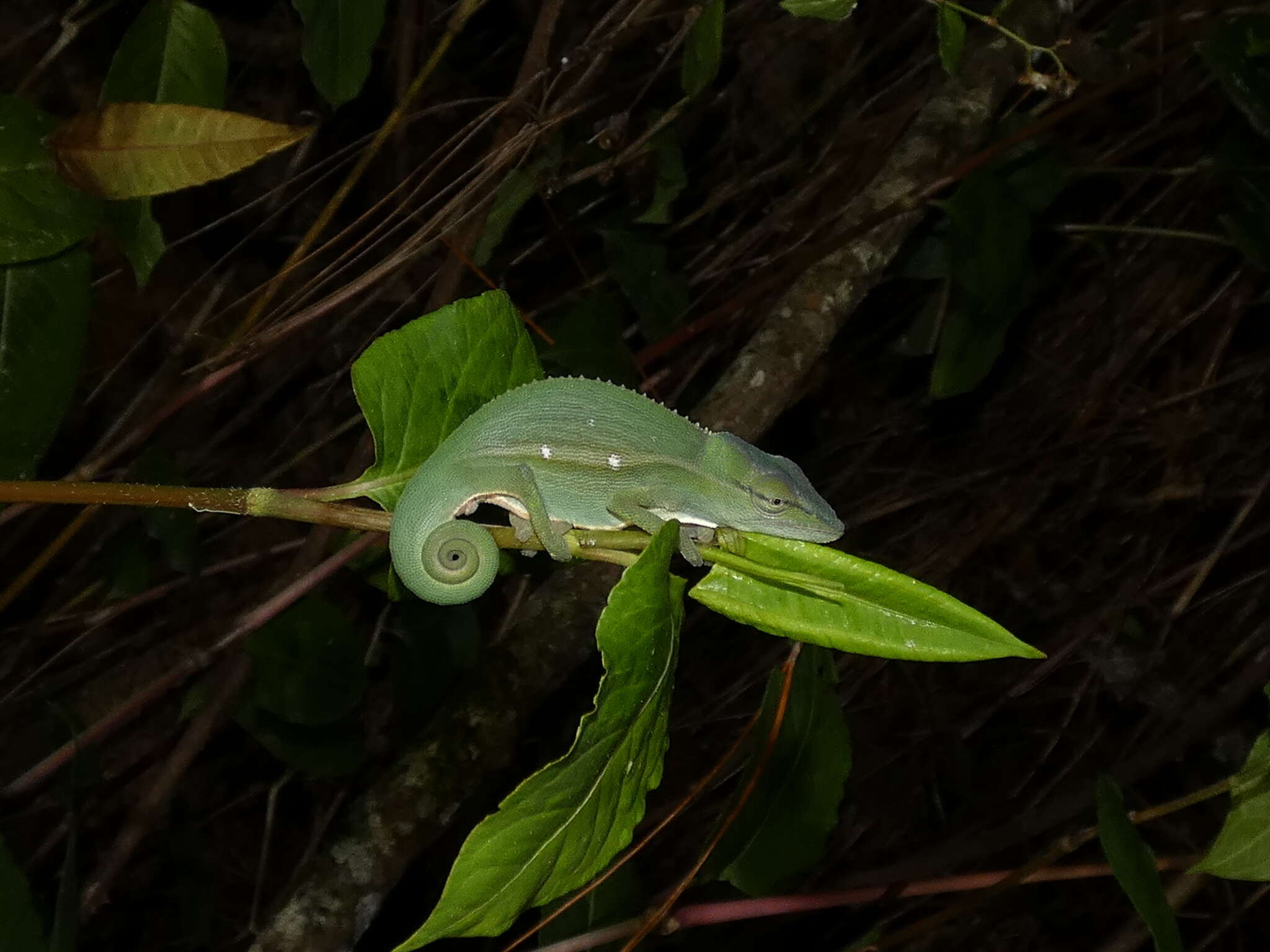 Image of Perinet chameleon