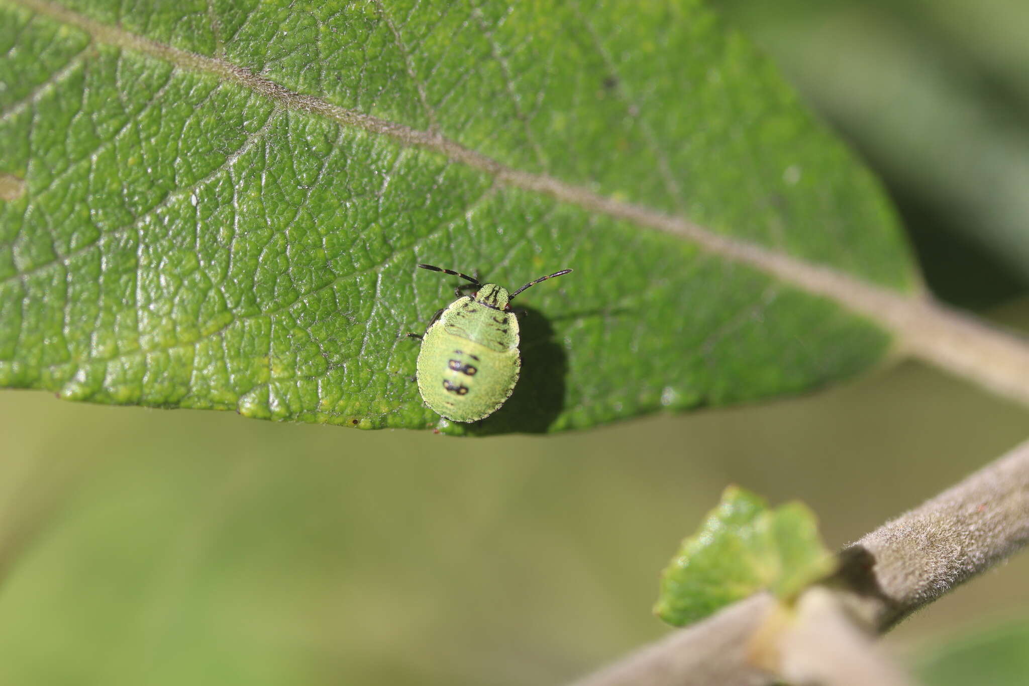 Image of Green shield bug