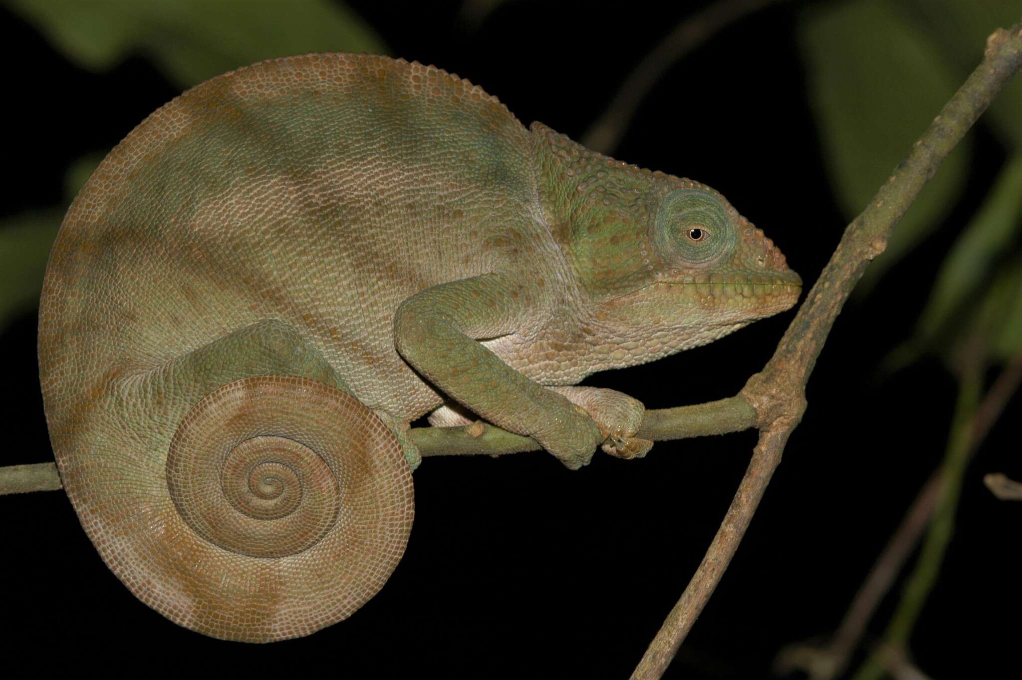 Image of Calumma ambreense (Ramanantsoa 1974)