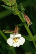 Imagem de Mimulus gracilis R. Br.