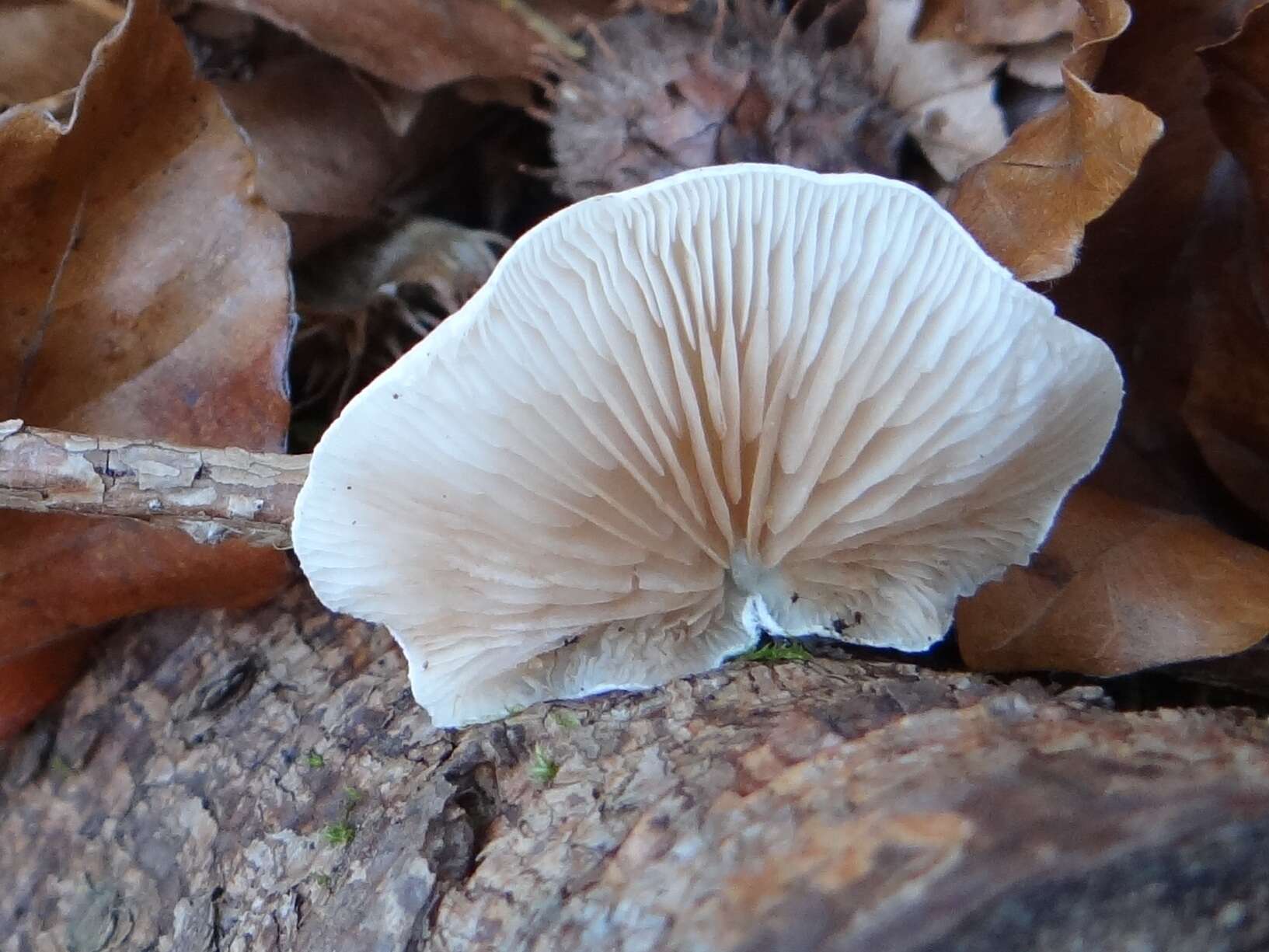 Image of Crepidotus variabilis (Pers.) P. Kumm. 1871