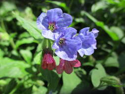 Image of Lungwort