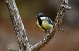 Image of Great Tit