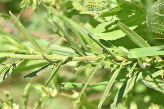 Image of Misopates calycinum (Vent.) Rothm.