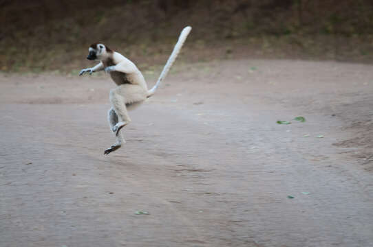 Image of Verreaux's Sifaka