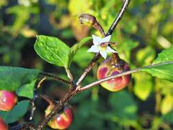 Image of Ethiopian nightshade