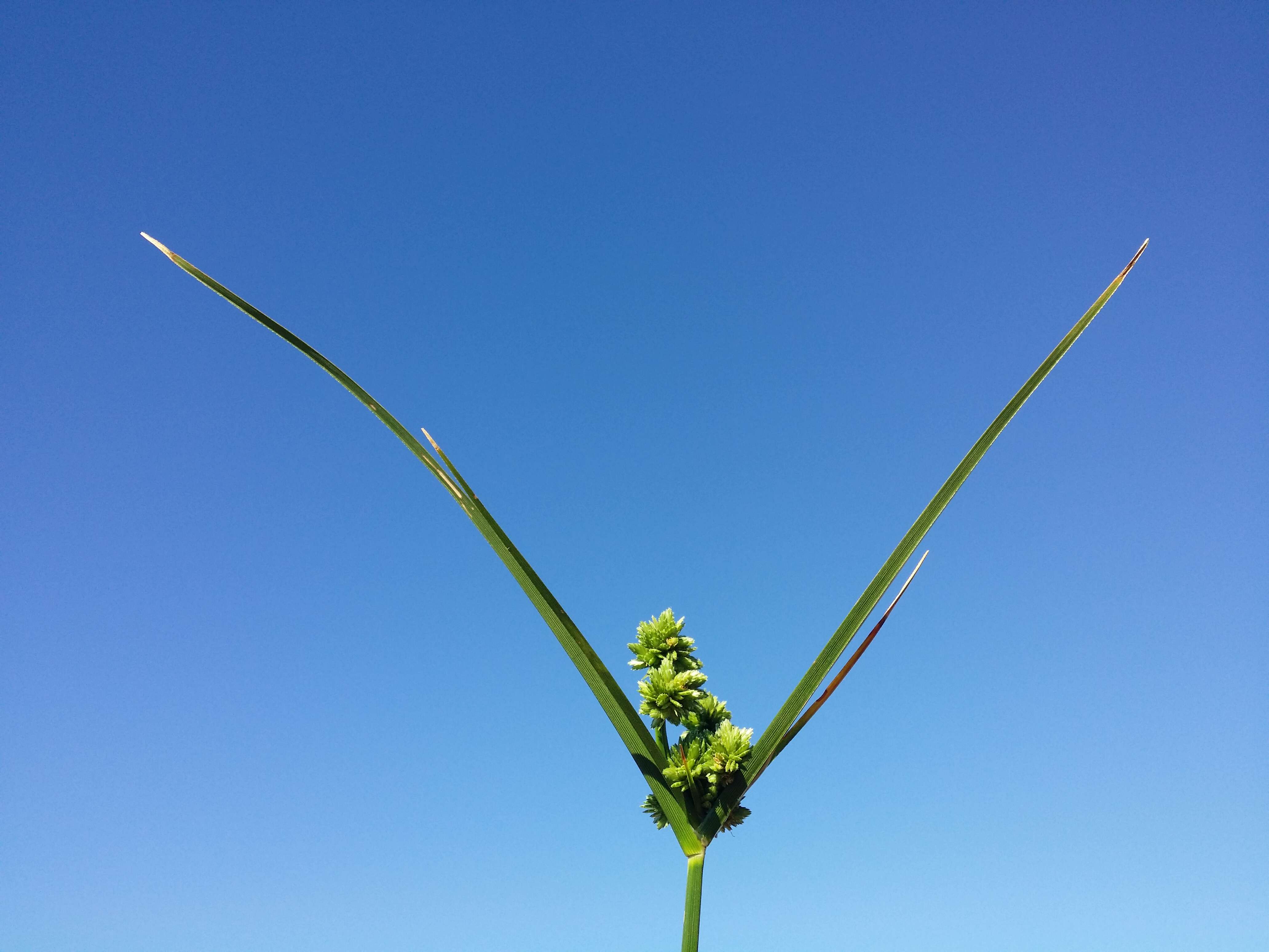 Слика од Cyperus eragrostis Lam.