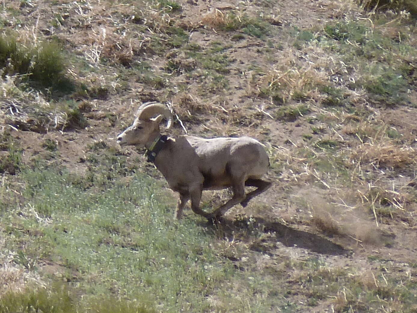 Image of Sierra Nevada bighorn sheep