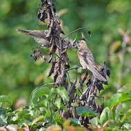 Image of Blue Grosbeak