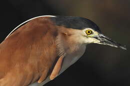 Image of Nankeen Night Heron