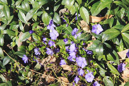 Image of Common Periwinkle