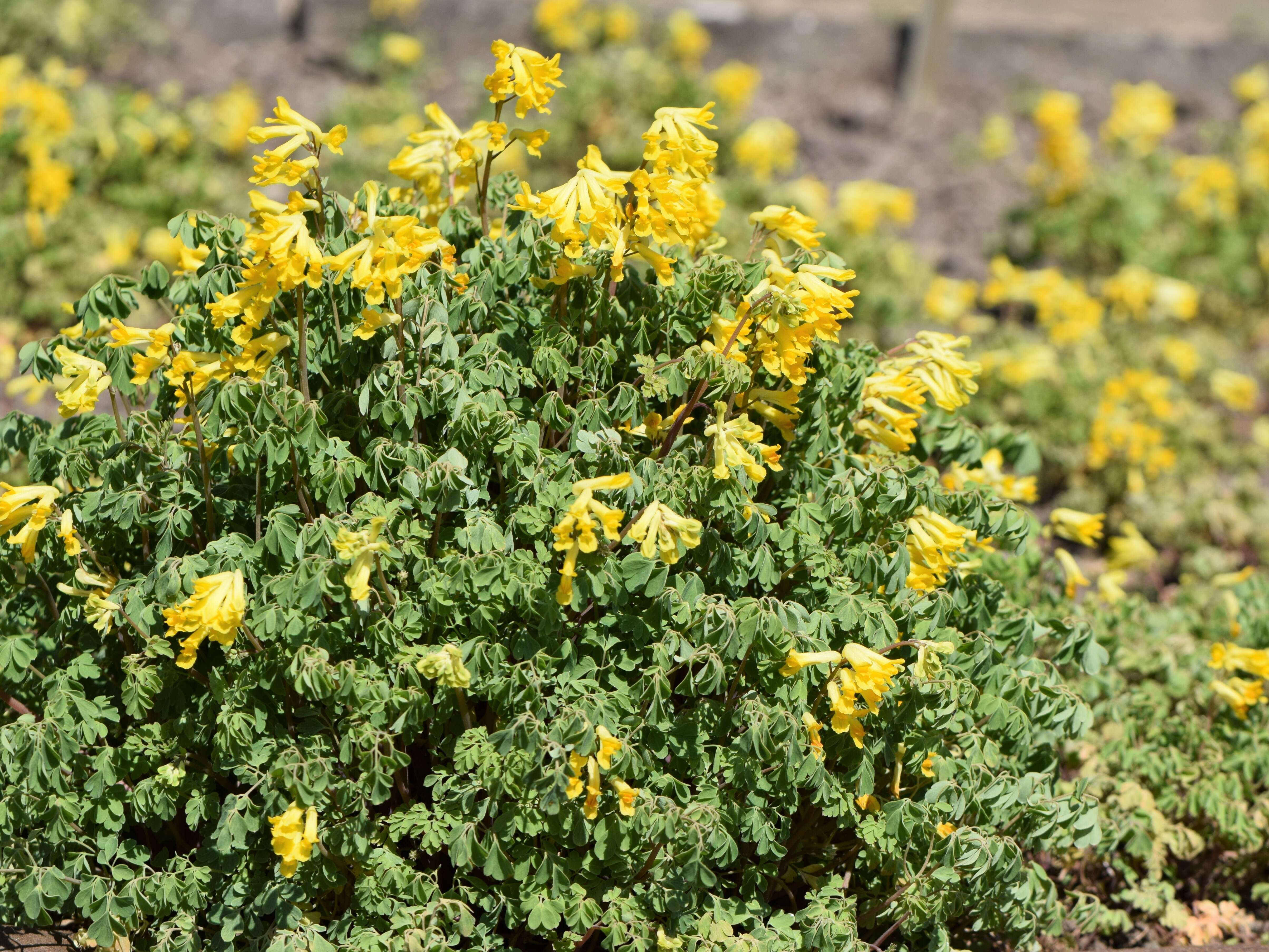 Imagem de Pseudofumaria lutea (L.) Borkh.