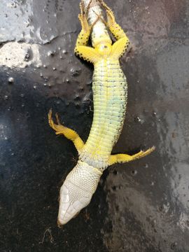 Image of Jackson’s Forest Lizard