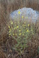 Image of wavyleaf mullein