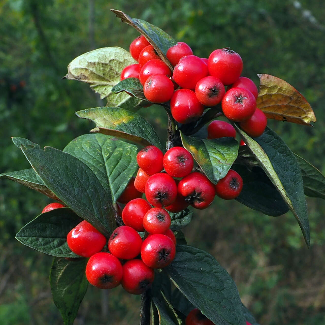 صورة Cotoneaster integerrimus Medik.